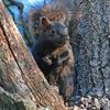 Black Squirrel