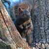 Black Squirrel