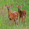 Whitetail Deer Fawns