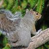 Grey Squirrel