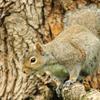 Grey Squirrel