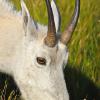 Mountain Goat Profile