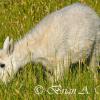 Mountain Goat Kid