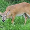 Key Deer Buck - Endangered
