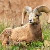 Bighorn Sheep