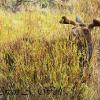 Bull Moose Feeding On Willows