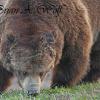 Feeding Grizzly Bear