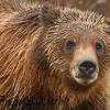 Grizzly Bear II