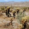 Cholla Cactus