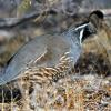 Gambels Quail