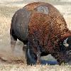 Bison Intimidating