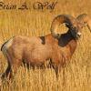 Bighorn Sheep Ram