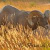 Bighorn Sheep Ram at Sunrise