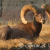 Bighorn Sheep Resting