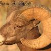 Bighorn Ram Profile