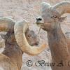 Bighorn Sheep Rams