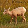 Bighorn Sheep Lamb