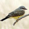 Western Kingbird