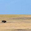 Lone Bison