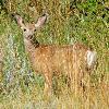 Mule Deer Fawn