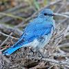 Mountain Bluebird