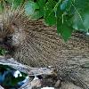 Porcupine