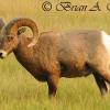 Bighorn Ram