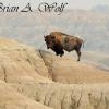 Bison On A Ledge