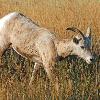 Young Bighorn Ram