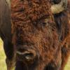 Herd Bull Profile