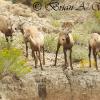 Young Of The Year - Bighorn Sheep