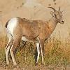 Bighorn Sheep Ewe