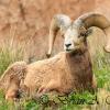 Bighorn Sheep Ram