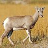 Bighorn Sheep Lamb