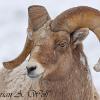 Snowy Bighorn