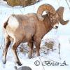 Bighorn Ram