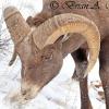 Bighorn Feeding