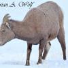 Bighorn Ewe