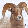 Snowfall Bighorn