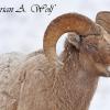 Bighorn In The Snow