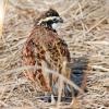 Bobwhite Quail - Male