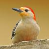 Red Bellied Woodpecker