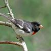 Rose Breasted Grosbeak