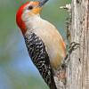 Red Breasted Woodpecker