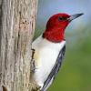 Red Headed Woodpecker