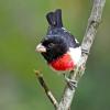 Rose Breasted Grosbeak