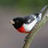 Rose Breasted Grosbeak