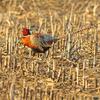 Ring Necked Pheasant