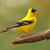 Goldfinch II