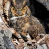 Great Horned Owl